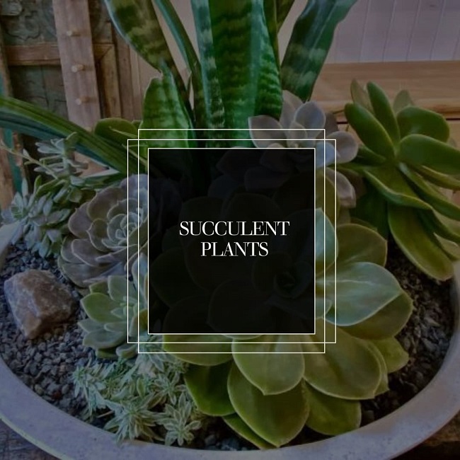 Home Oasis Master CO2Absorbing Plants for Clean Air